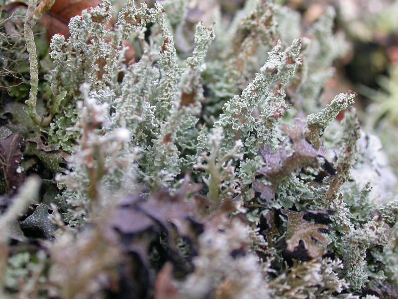 Wistman's Wood Moss and Lichen 8.jpg